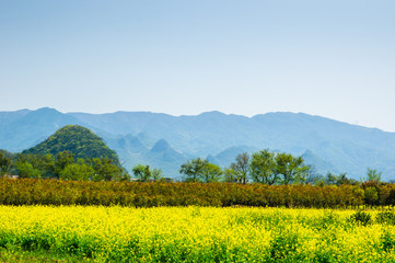 The yellow flowers in the mountains