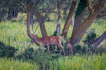 Cervatillo y su mami