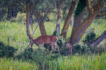 Cervatillo y su mami