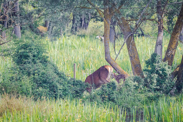 Cervatillo y su mami