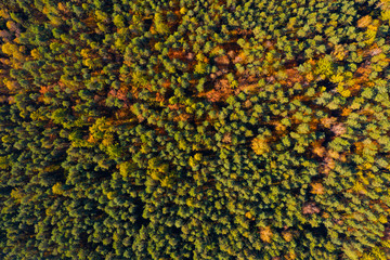 Autumn forest aerial view