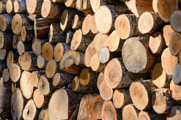 Trunks of trees cut and stacked. Wood logging pile.