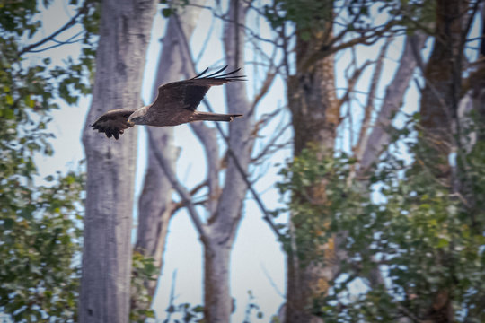 Aguilucho lagunero