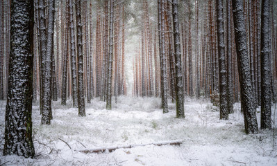 Beautiful winter forest landscape - 312910902