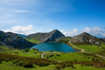 Naklejka na ściany i meble Enol lake in mountains with cows and sheeps on green pasture in national park Picos de Europa, Spain