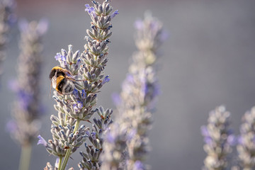 Abeja