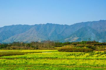 The field of yellow flowers