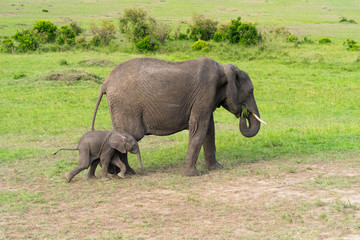 Naklejka na ściany i meble Female elephant with her calf