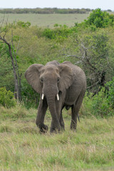 Obraz premium Single elephant in Massai Mara