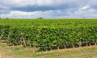 Fototapeta na wymiar Vineyard at the rural fields