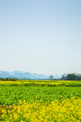 The field of yellow flowers