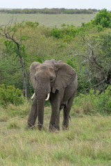 Fototapeta premium Single elephant in Massai Mara