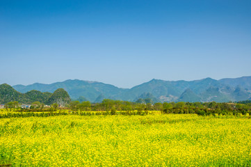 The field of yellow flowers