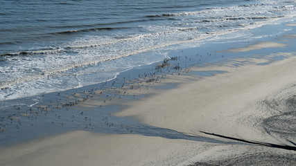 birds on beach low 001