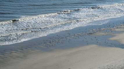birds on beach low 001