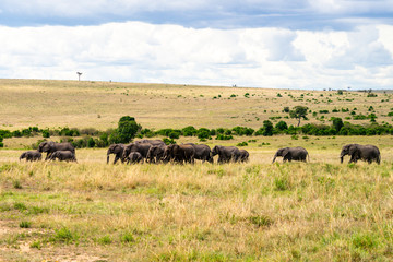 Naklejka na ściany i meble Wild herd of elephants in Masai Mara