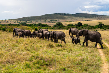 Fototapeta na wymiar Wild herd of elephants in Masai Mara