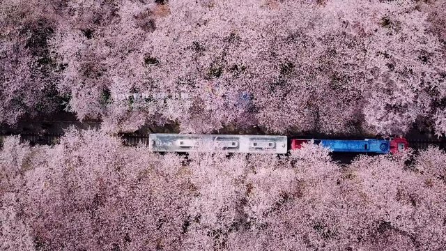 Top view Video at jinhae cherry blossom,Busan City,South Korea