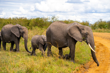 Wild herd of elephants in Masai Mara