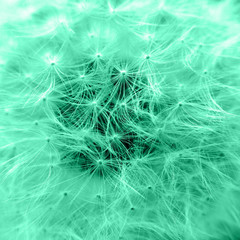 Dandelion seeds closeup. Tinted in trendy Aqua Menthe color.