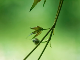 small leaves on a vine, Russia
