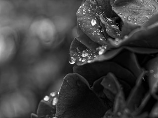 water drops after rain on rose, Russia.