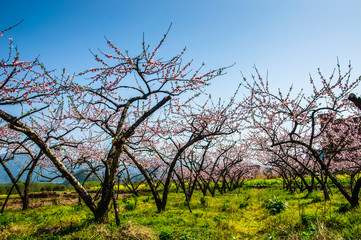 Countryside landscape with mountain in spring