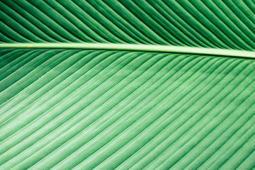 Green natural leaf pattern background. Holiday in Thailand exotic texture for graphic design.