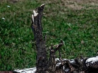 wood from the roots of the birch, Russia.