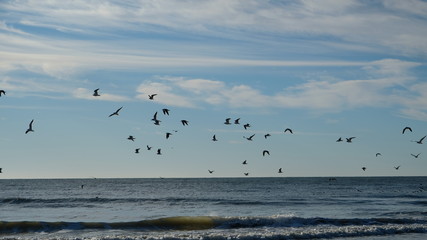 Fototapeta na wymiar seagulls in flight 001