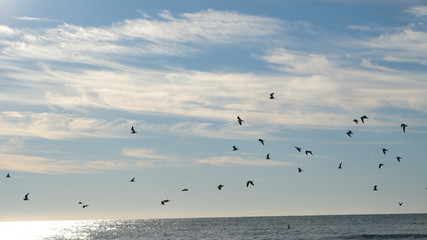 seagulls in flight 003