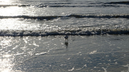 drama seagull on beach 001