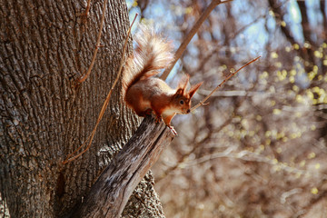 beautiful red squirrel runs on a tree