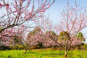Countryside landscape with mountain in spring
