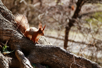 beautiful red squirrel runs on a tree
