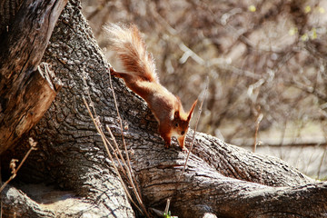 beautiful red squirrel runs on a tree
