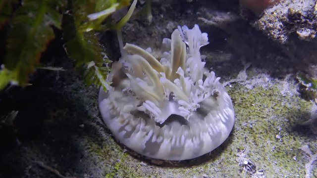Closeup of Cassiopea (upside-down jellyfish) jellyfish moving underwater