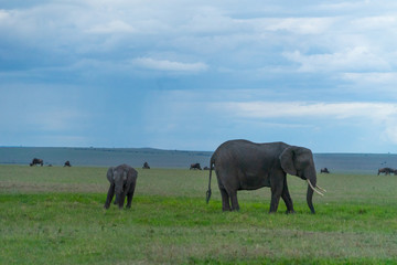 Obraz premium Female elephant with her calf