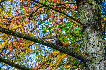 Fototapeta premium branch of a tree