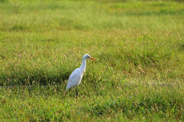 beautiful crane bird in garden