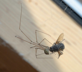 Macro photo of daddy long legs spider (Phalangium opilio). The spider is in its web with its prey, eating.  A fly wrapped in spiders web. 