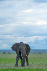 Single elephant in Massai Mara