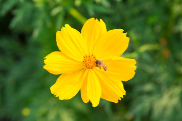 Bee on yellow cosmos flowers