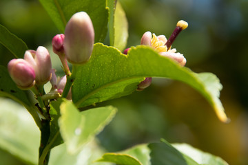 Flower bud