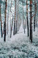 Naklejka premium snowy trees and forest in winter