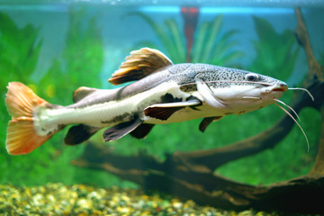 Catfish. Red-tailed catfish in an aquarium