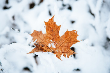 snowy trees and forest in winter