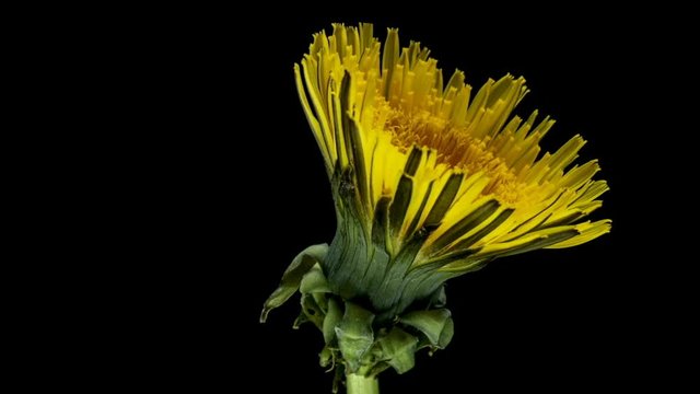 Dandelion flower open time lapse, extreme closeup over black background. Macro one yellow dandelion flower opening timelapse.