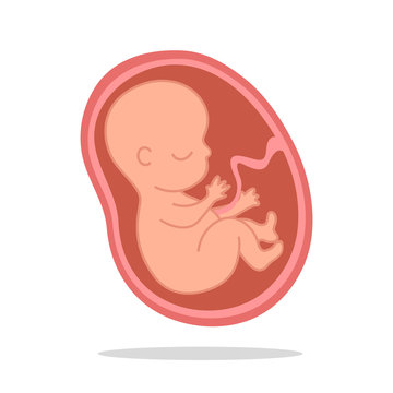 Fetal Growth. Development Of The Fetus In The Mother's Womb Until The Birth Of A Newborn Baby.