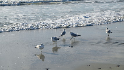 seagulls at play 016